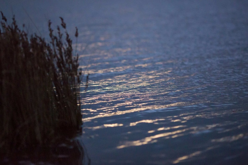 Moonlight glints on the water in the marsh.