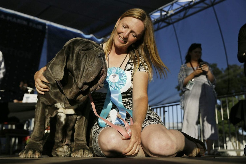 Owner, wearing a blue ribbon,  sitting with her dog Martha, a Neapolitan mastiff.