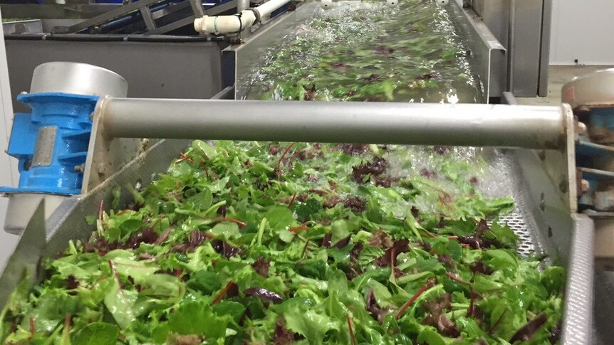 Salad leaves being washed and ready for bagging.