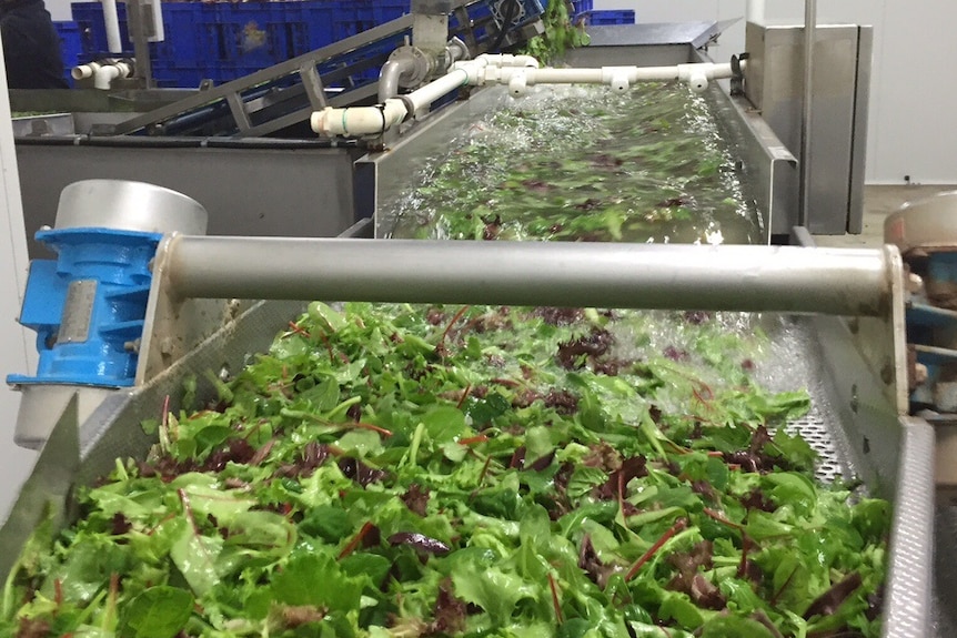 Salad leaves being washed and ready for bagging.