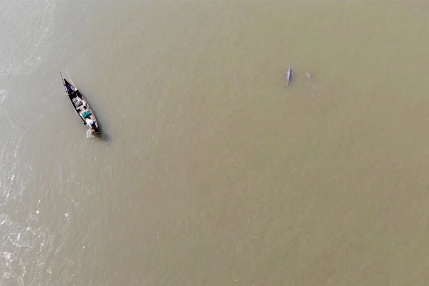 Aerial picture of a long, thin, wooden fishing boat drifting close to two dolphins