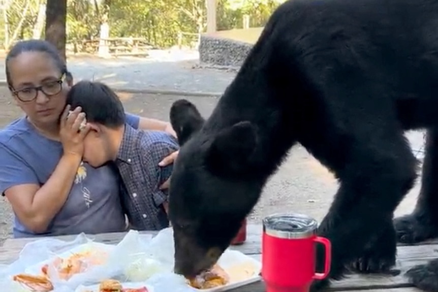 A black bear eating tacos and enchiladas at a family picnic, while a woman shields the face of a child
