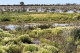 A green wetland, lightly flooded after rain.