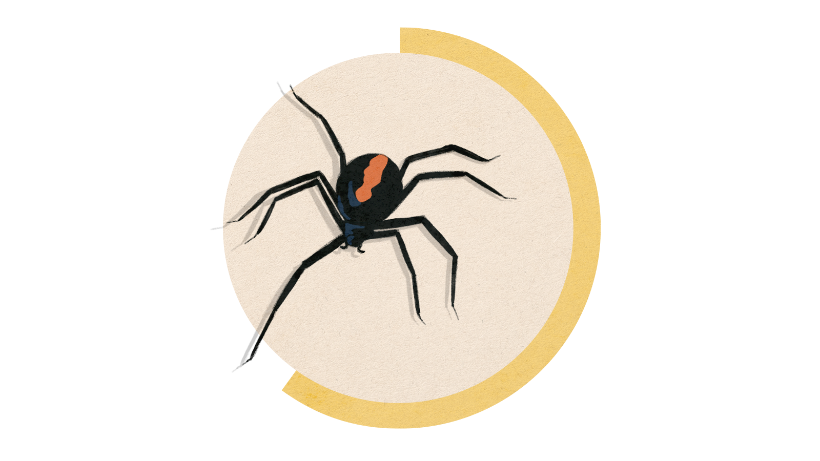 Illustration of a redback spider on a circle background.