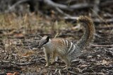 A small marsupial