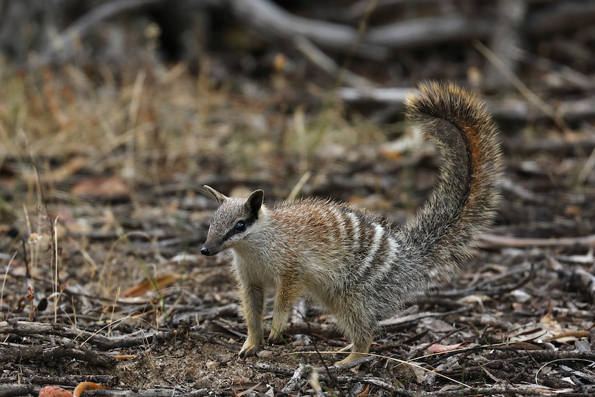 A small marsupial