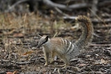 A small marsupial