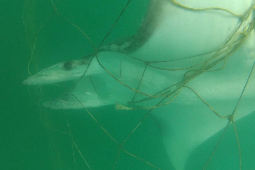 A second Japanese Ray caught and killed in a shark net at Miami on the Gold Coast.