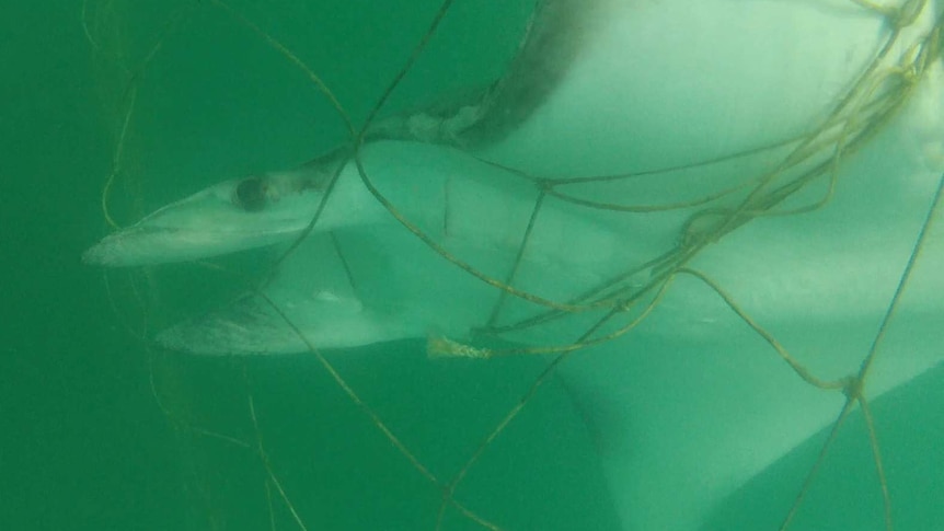 Lawyers are concerned shark nets contravene Federal laws
