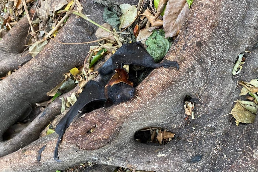 Very weak-looking baby black bat lies on the root of a tree