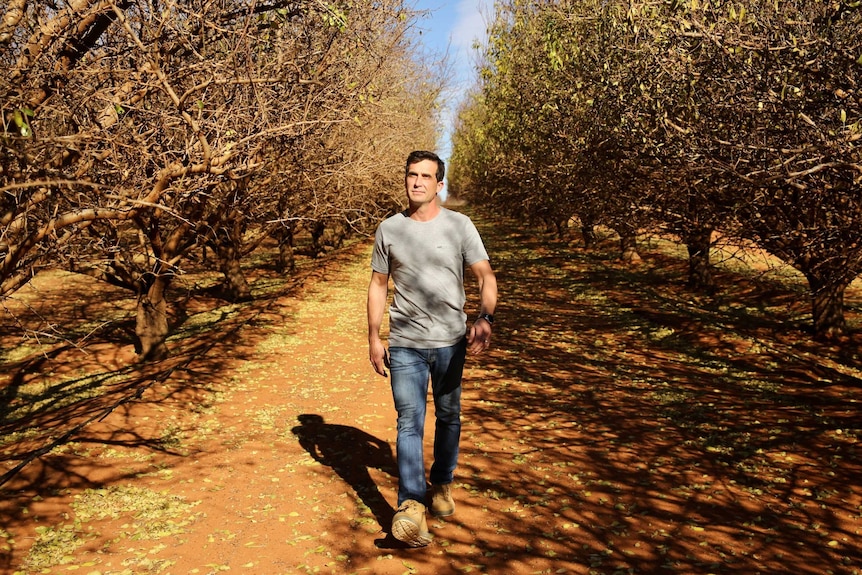 Drew Martin walking between trees