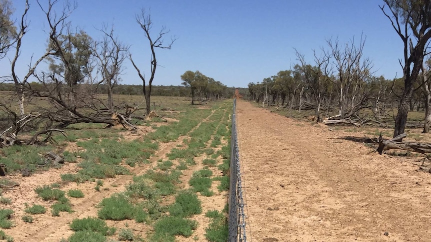A kangaroo-proof fence with grass on one side and bare earth on the other.