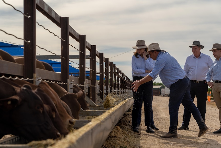 A man and two men watch on as a man throws feed in a feed lot. Cows eat from the feedlot in the foreground.