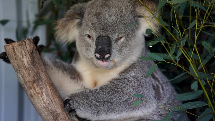Larry the koala is being cared for after he was injured near Appin.