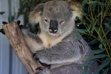 Larry the koala is being cared for after he was injured near Appin.
