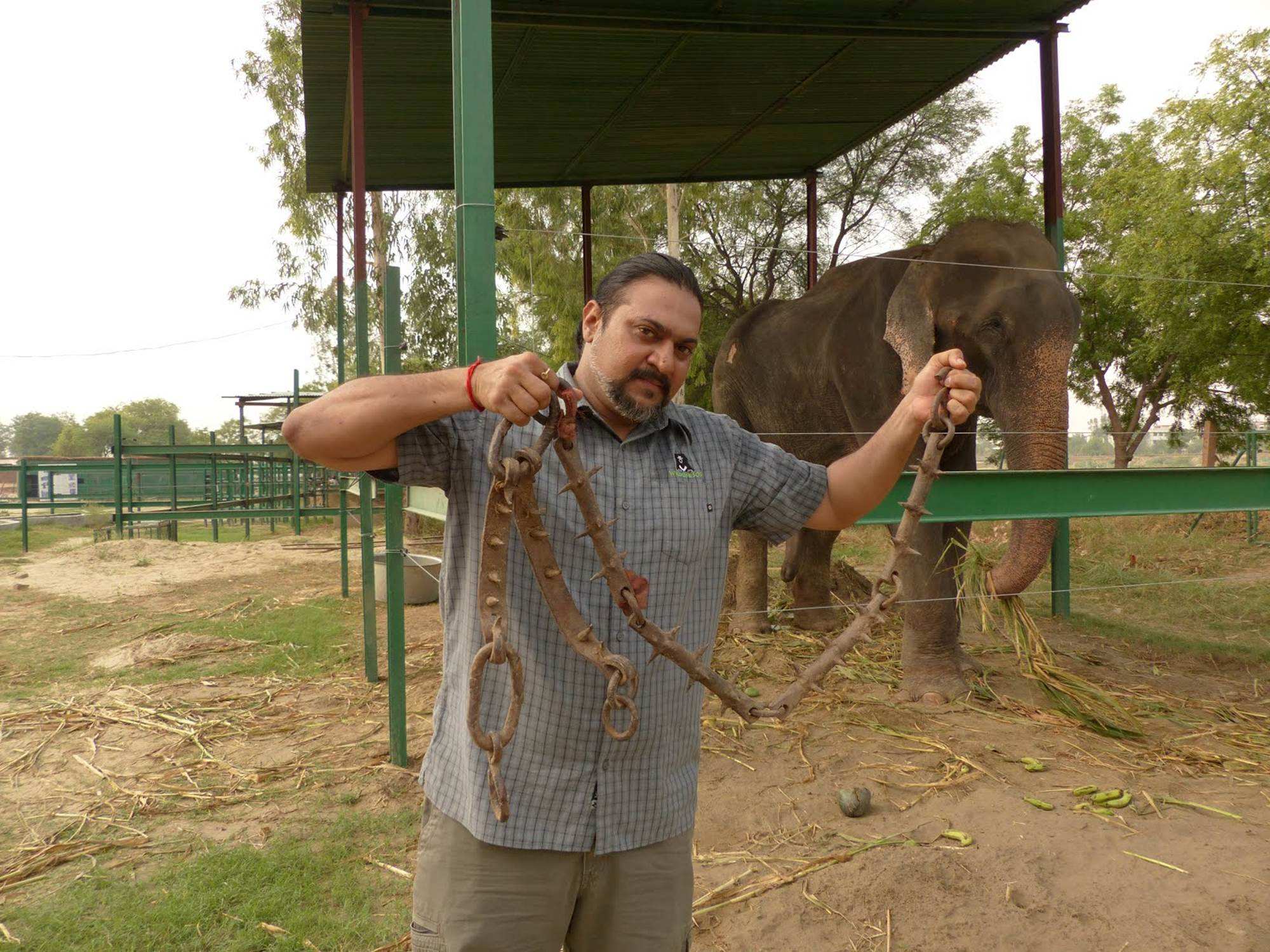 Raju the Indian elephant cries tears of gratitude as he's freed after 50  years in chains in Uttar Pradesh - ABC News