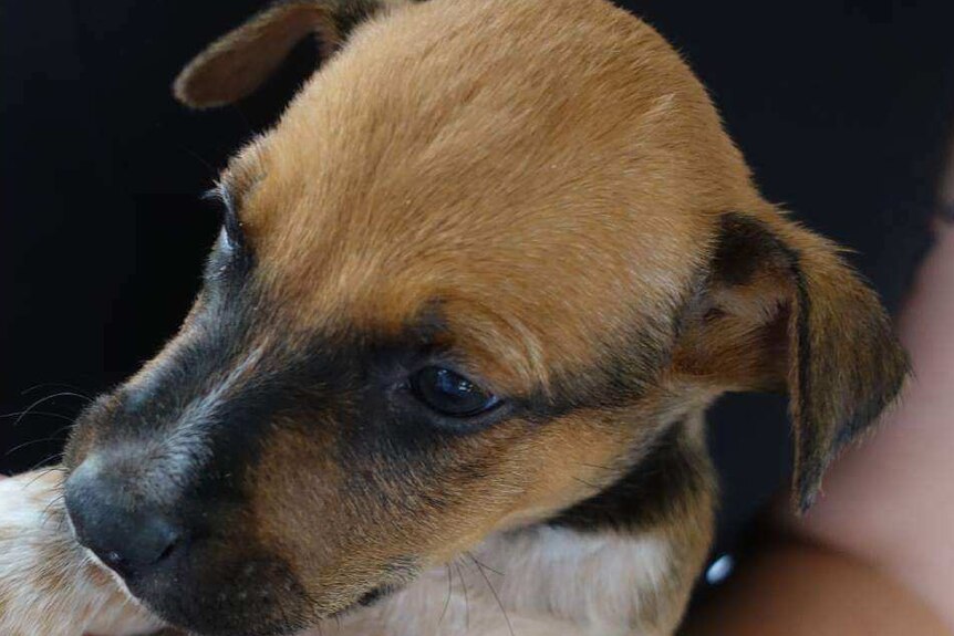 Cute puppy sitting in someone's hand.