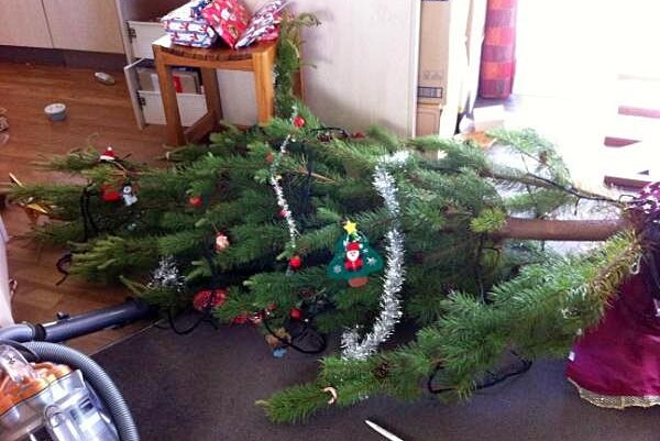 A Christmas tree lays on the floor after being knocked over during an earthquake in Christchurch on December 23, 2011.