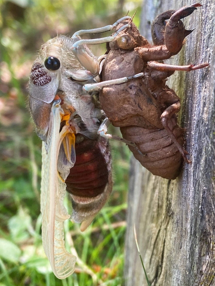 Cicada emerges from shell