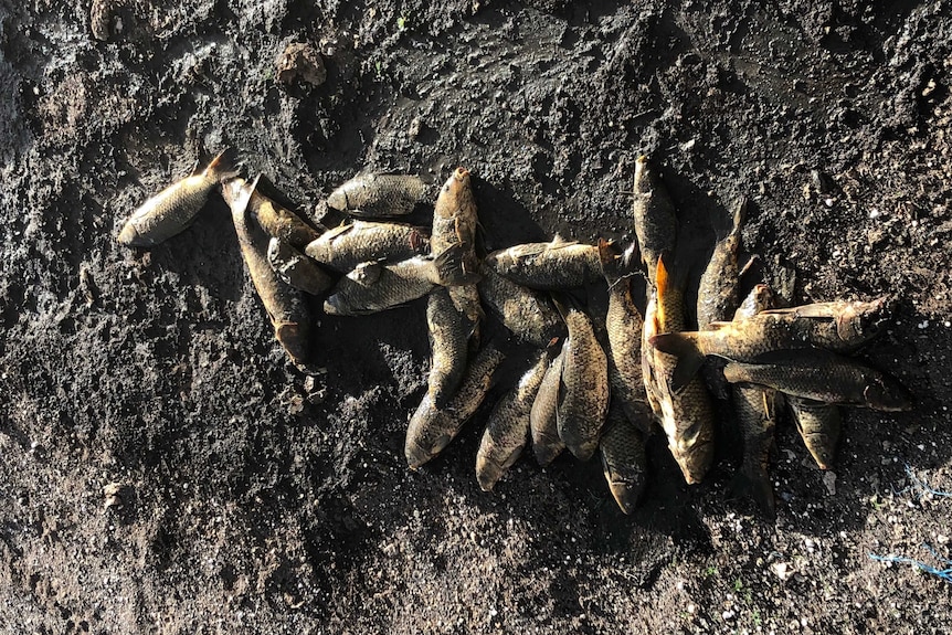 Carp caught and killed from the Mole River