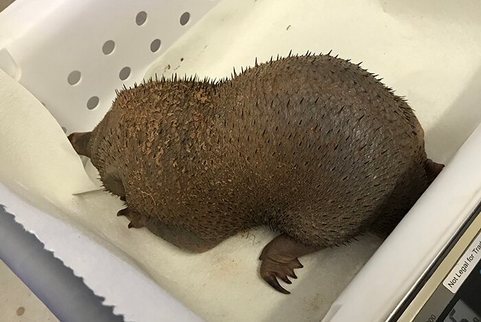 A three-month-old echidna being weighed