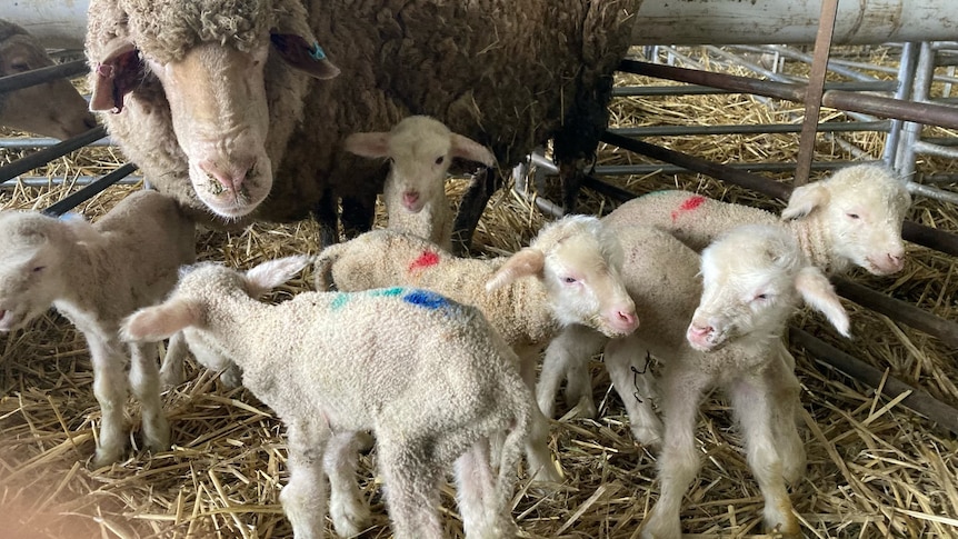 A merino ewe with her six marked lambs 