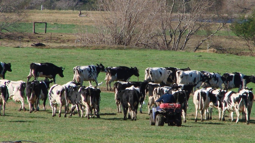 Herd dairy cows with a quad bike.