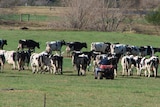 Herd dairy cows with a quad bike.