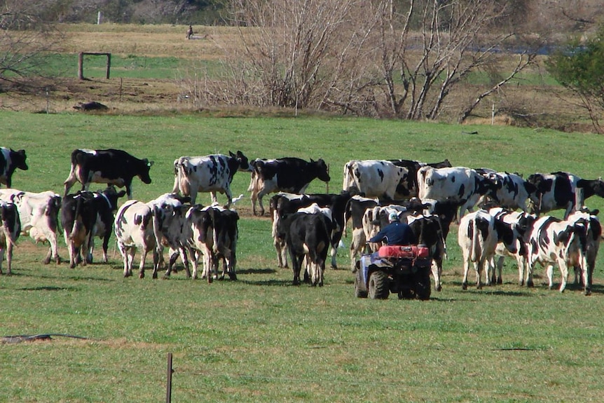 Herd dairy cows with a quad bike.