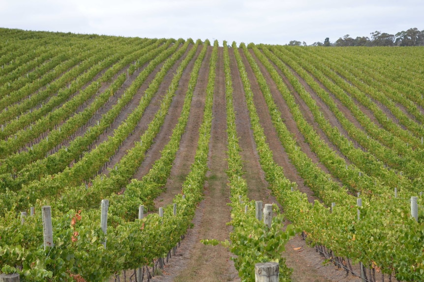 Early harvest for Adelaide Hills vineyard