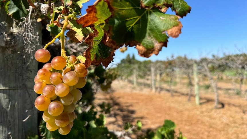 A bunch of white wine grapes hanging on a vine under a sunny blue sky