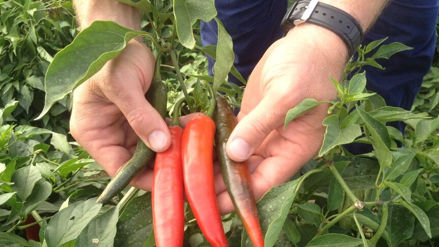 Chilli grower says China free trade deal is not a cure for horticulture's profitability problems.