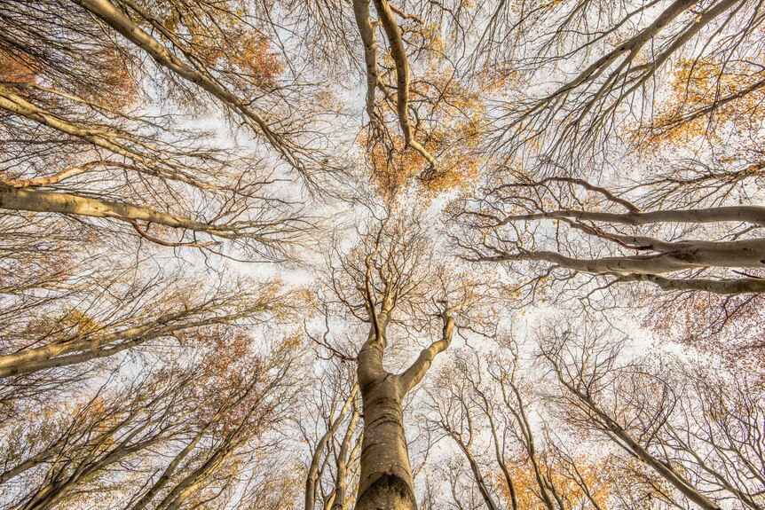 An image of beech trees, looking directly up from the ground