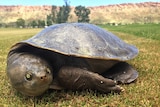 A dinner plate sized feral turtle on the loose at the Alice Springs golf course