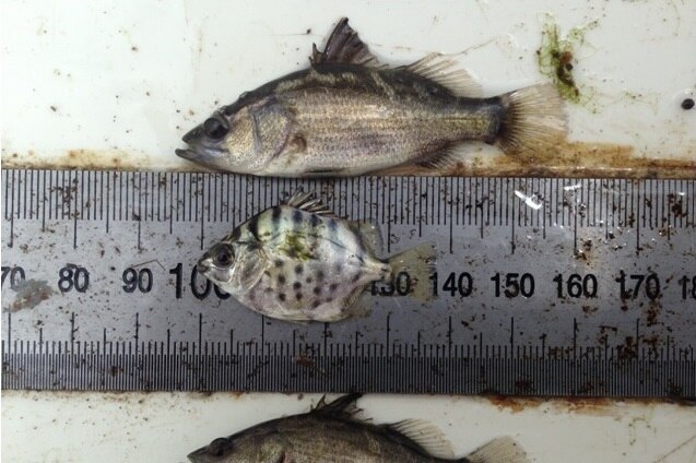 Juvenile barramundi measured against branded scat fish