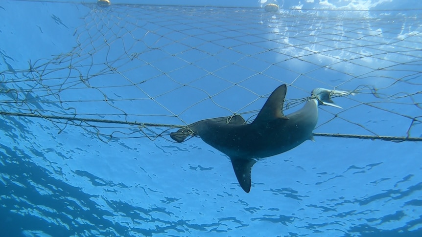 shark undderwater in nets dead
