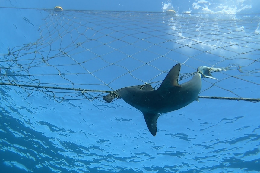 Dead shark floating in net underwater.