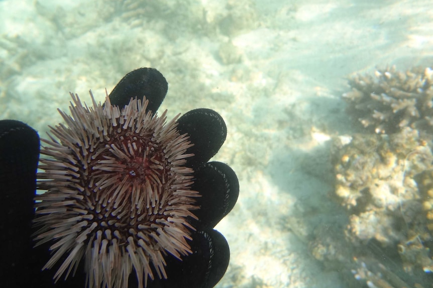 The urchins mouth is a circular aperture with five teeth