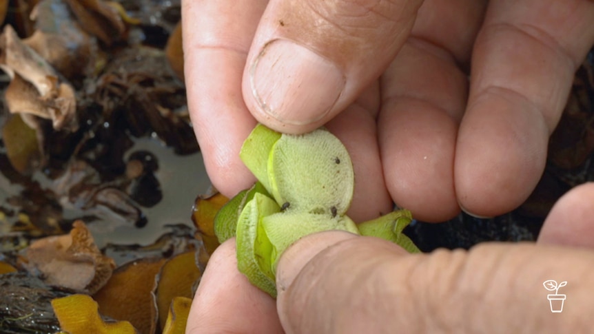 Weevils inside fleshy plant