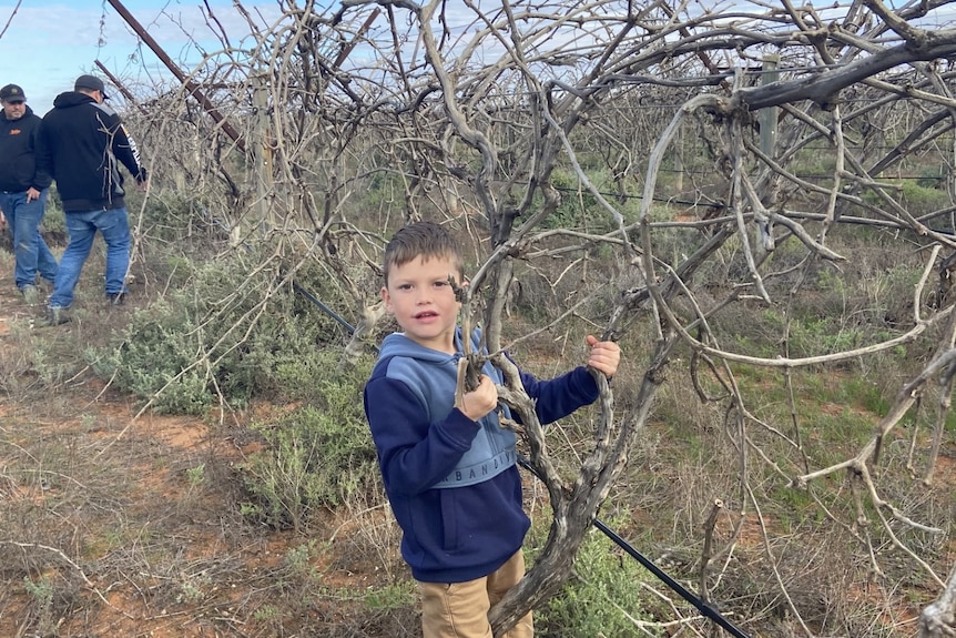 A little boy holds onto an old grape vine in a vineyard
