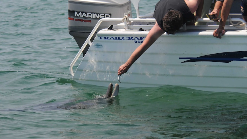 A hand feeding a dolphin in Bunbury from a boat.