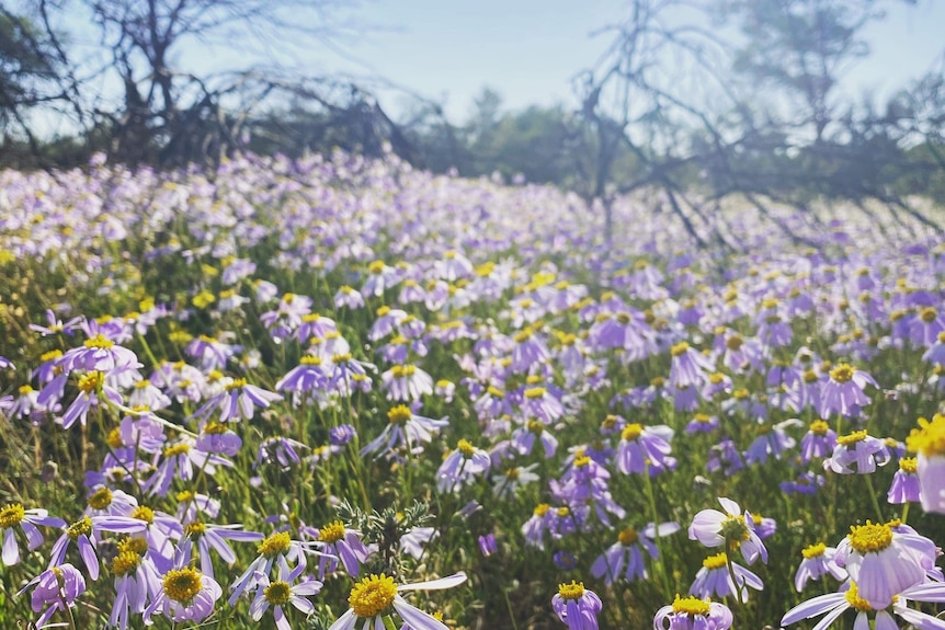 A field of wild flowers