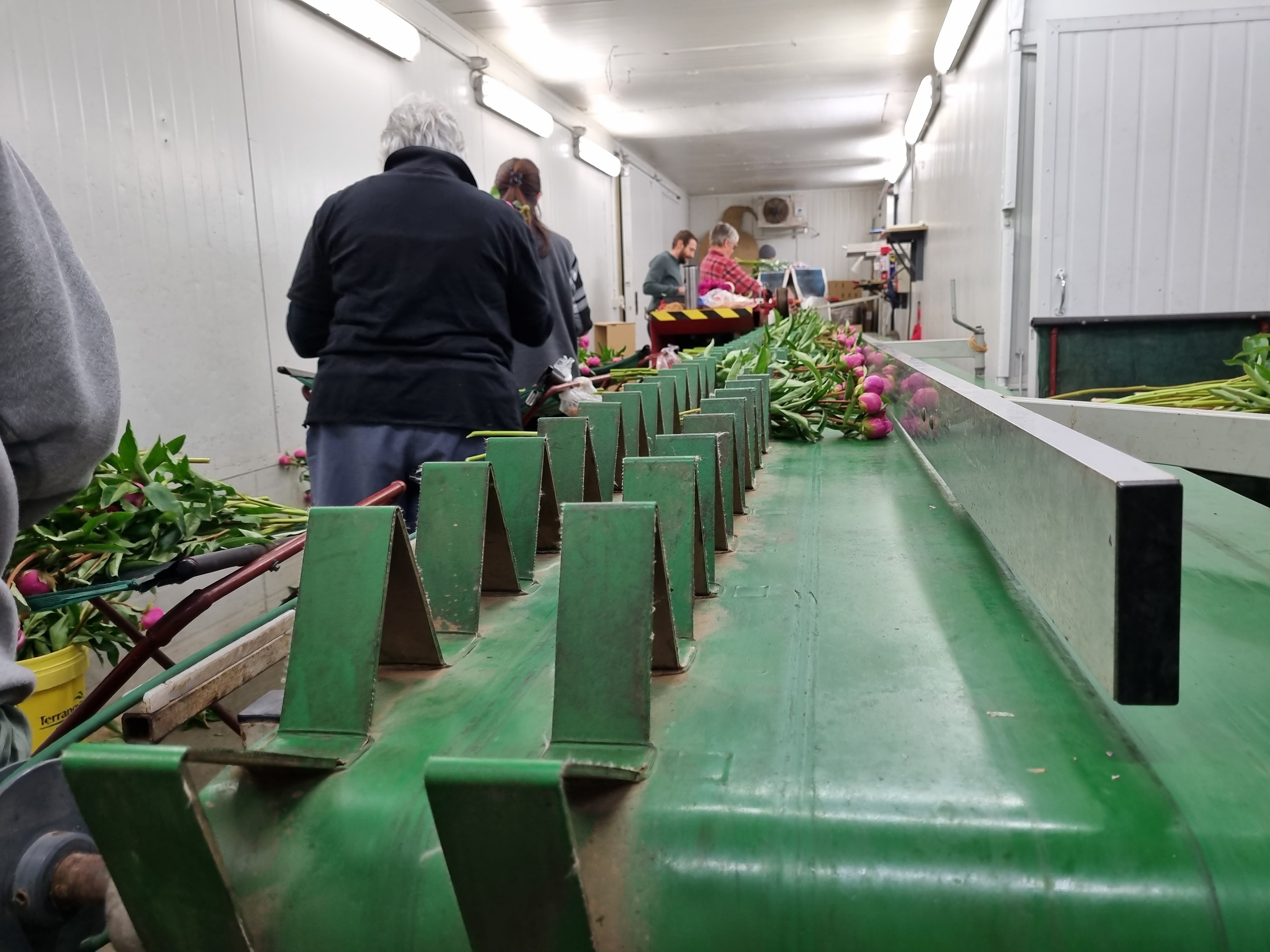 Peonies are portioned into bunches on a dark green production line.