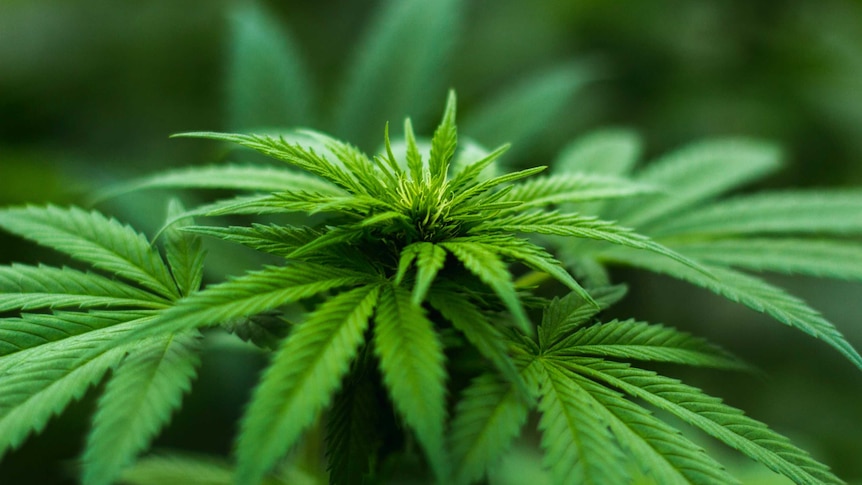 New leaves a cannabis plant are in sharp focus in a photo with a blurred green background