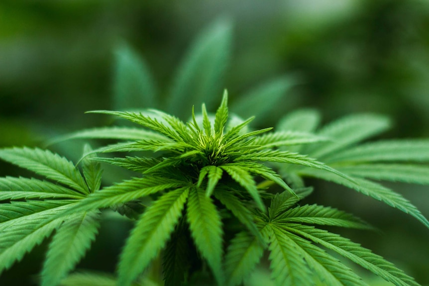 New leaves a cannabis plant are in sharp focus in a photo with a blurred green background