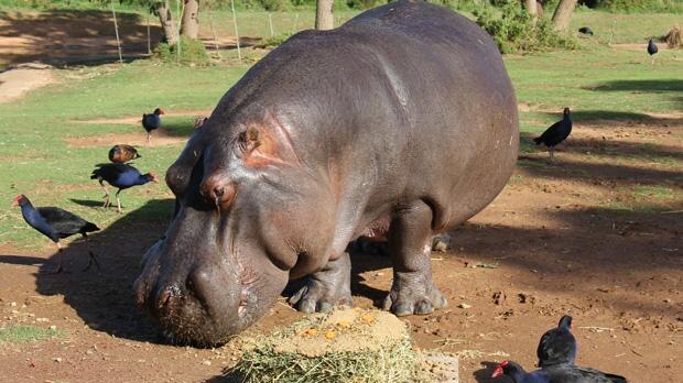 Werribee Zoo's Harry the Hippo will be missed after being euthanased