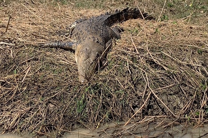A crocodile lays still on the banks of the Adelaide River