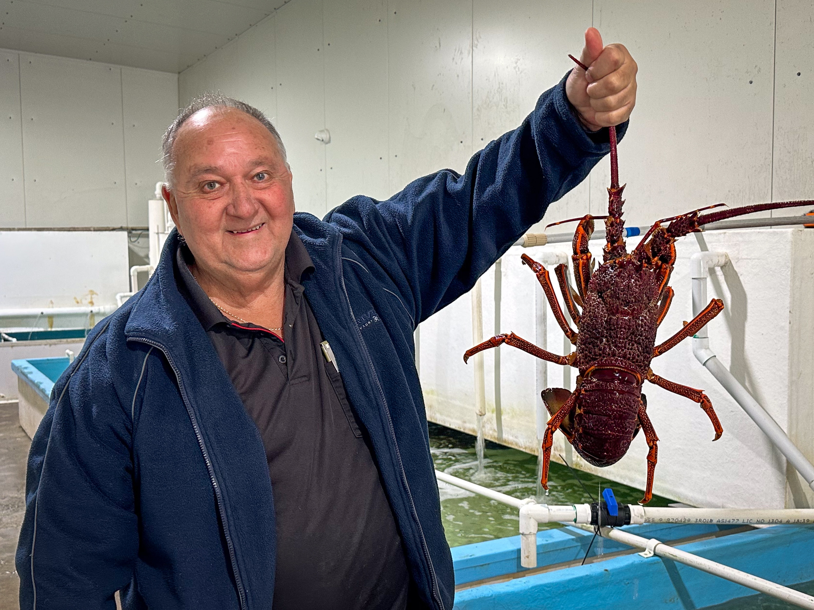 A man smiles at the camera holding a live lobster. 