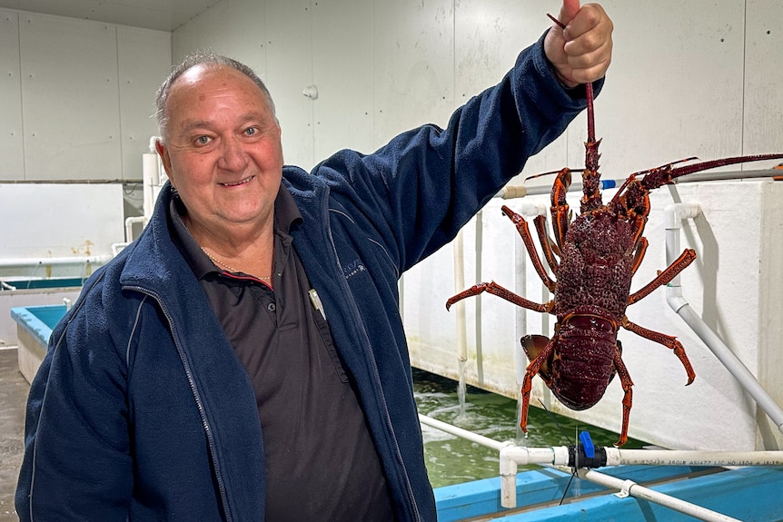 A smiling, middle-aged man in a jacket stands next to a row of tanks and holds up a large lobster.