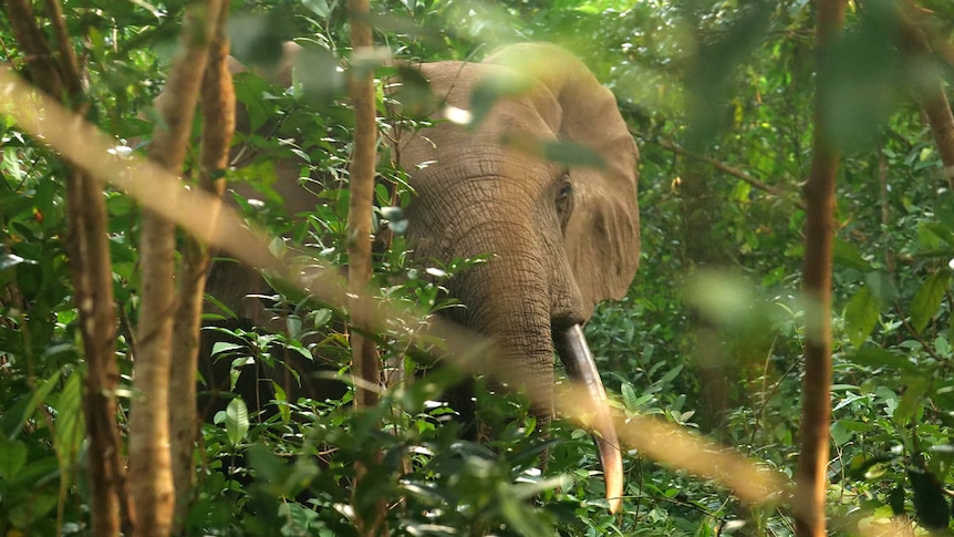A large elephant can be seen through trees in a forest. 